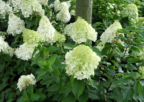 Hydrangea paniculata 'Polar Bear ®'